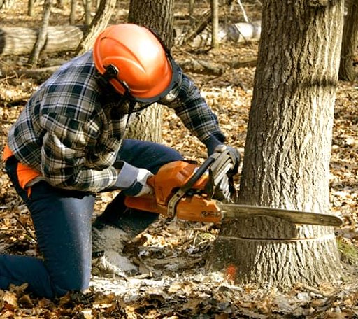 Tree Removal in Dalmatia, PA